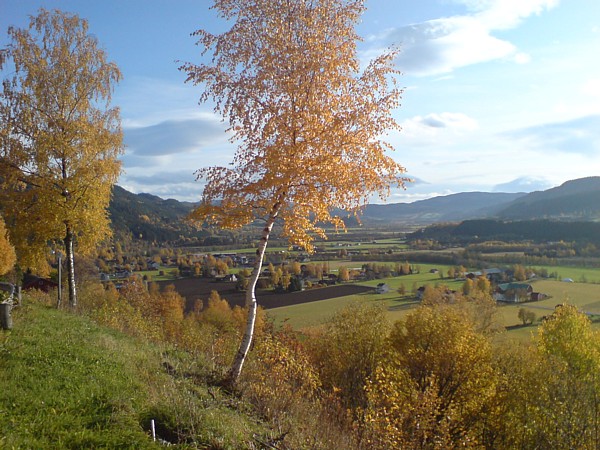 Bergslia