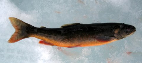 Isfiskekonkurranse