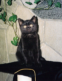 skann0012_2.jpg