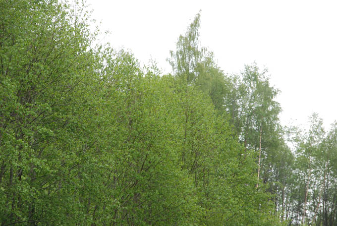 Grønt, grønt, grønt…