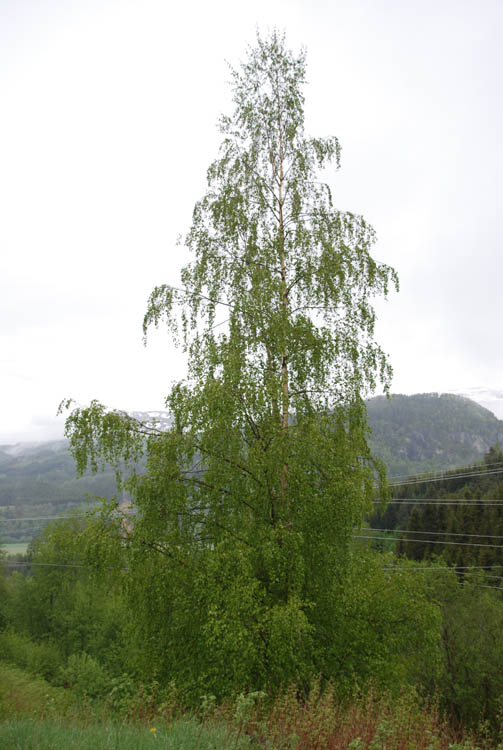 Grønt, grønt, grønt…