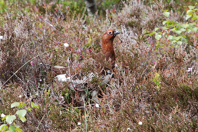 En sommerflørt