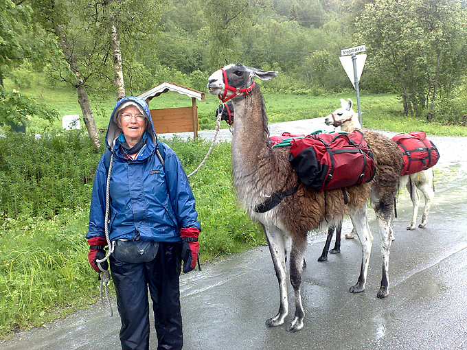 Lama på Løkken