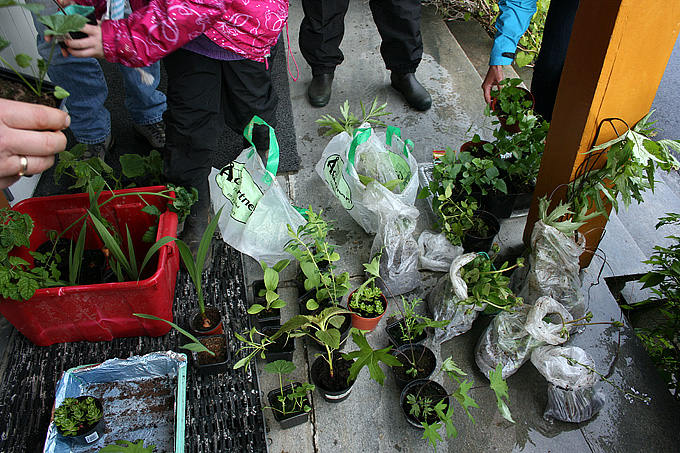 Hagelagets plantebytte 3 juni