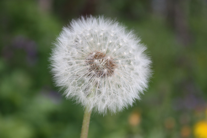 Sommerglimt 2009