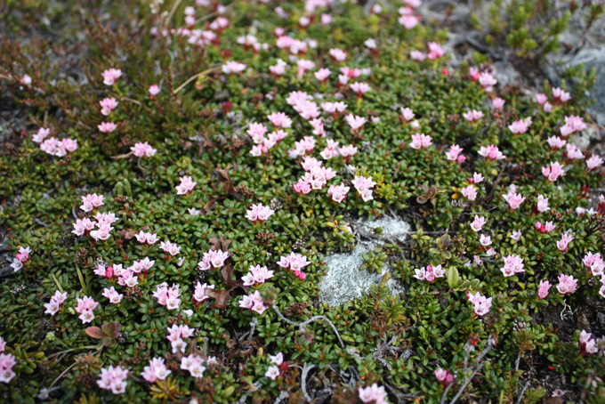 Sommerglimt 2009