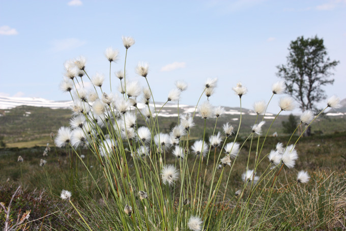 Sommerglimt 2009