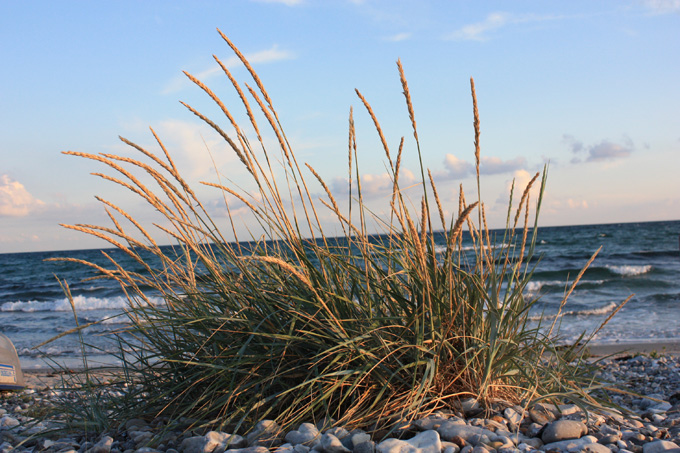 Sommerglimt 2009