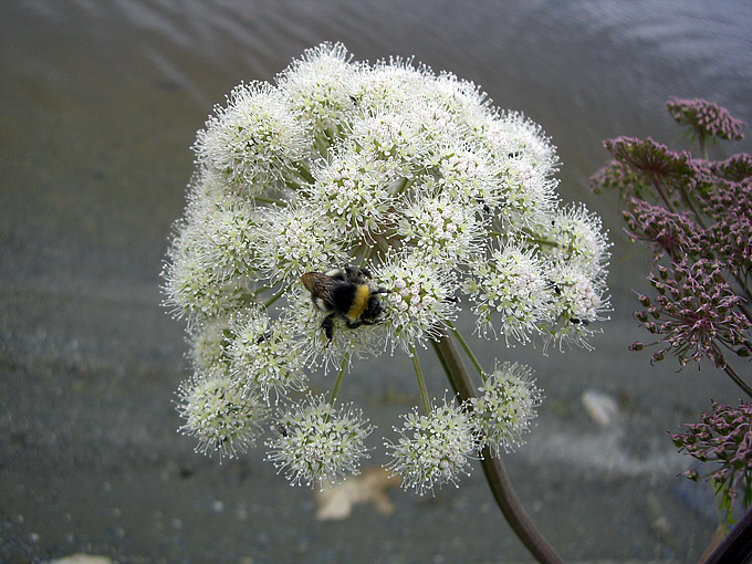 Sommerglimt