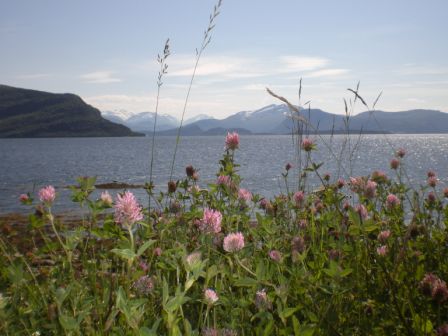 Sommerglimt