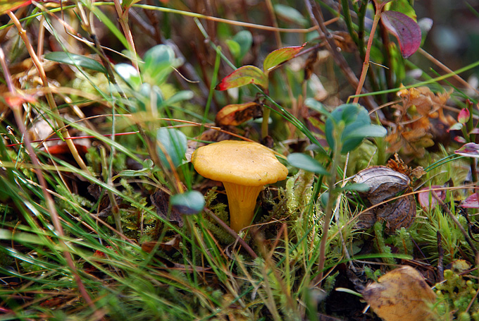 Sopphøst