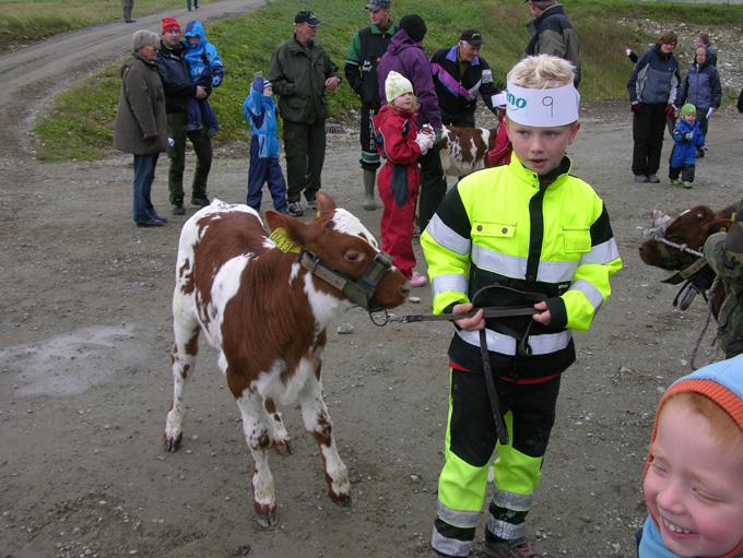 Åpent fjøs på Utstuggu Stene
