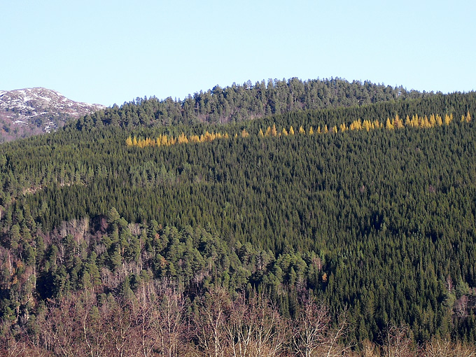 Gul(l)stripe i lia