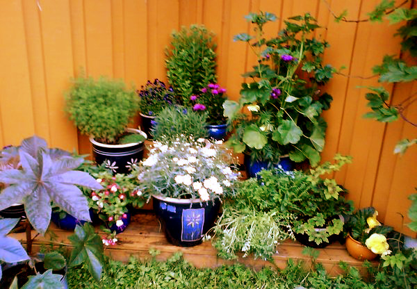 Blomster