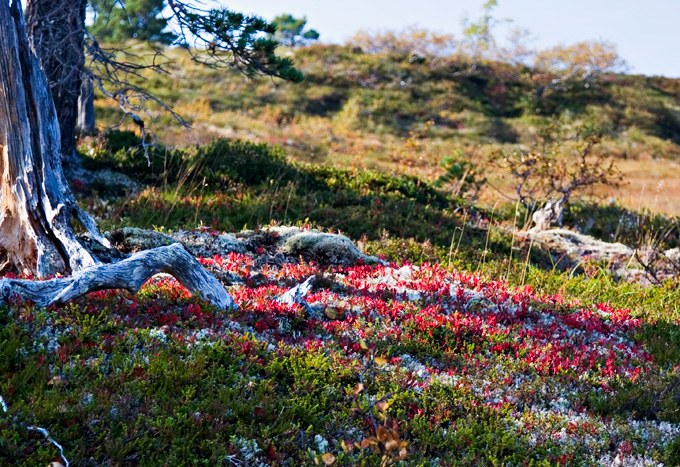 Høstfarger