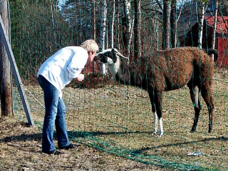 Anne Sørmo kysser lamaen. 