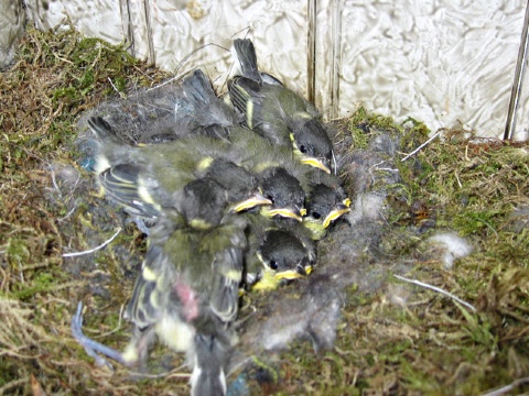 Fugleungene  