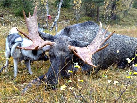 Elghunden Raja som sporet opp dyra  