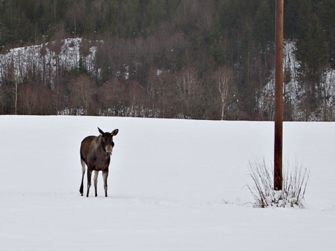 Så kikket elgen opp til ære for fotografen  