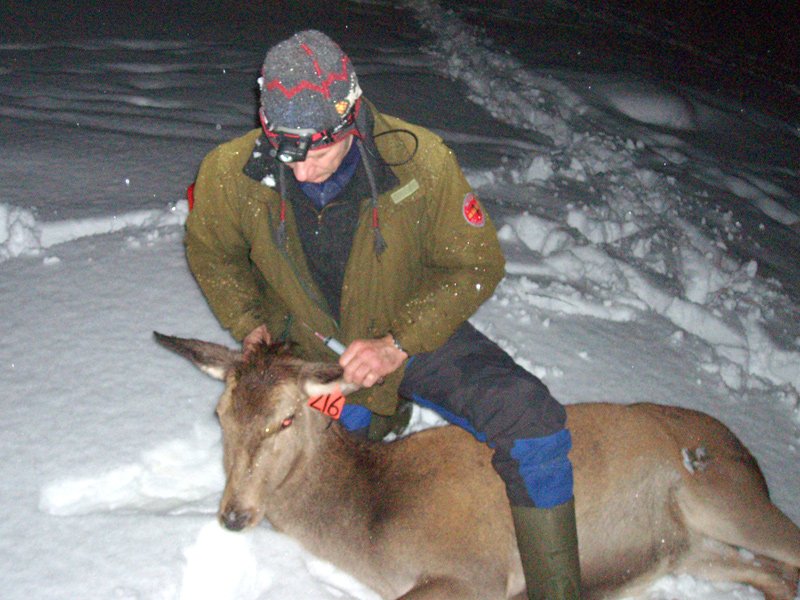 Veterinær Harald Holm 