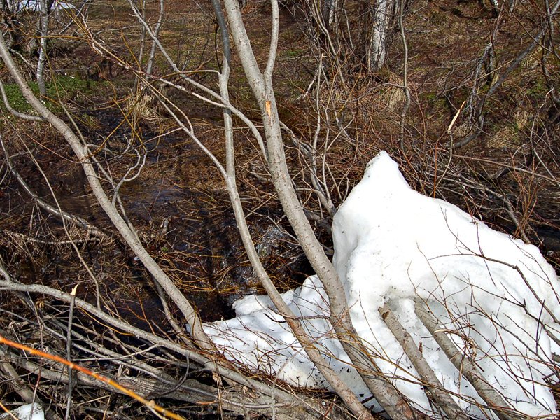 Snøen krympa fort, vann og skog fikk liv Det tiner...  