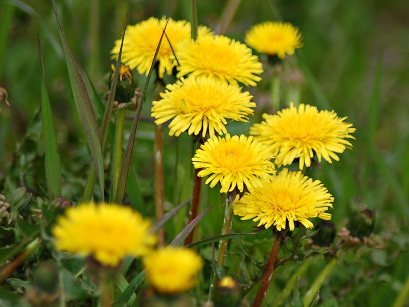 Løvetanna har blomstret lenge  