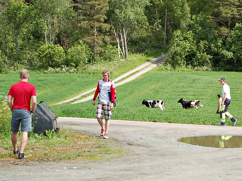 Kalvene ble tatt hånd om før syklistene kom  