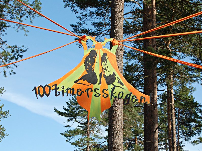 Mange fine detaljer i skogen  