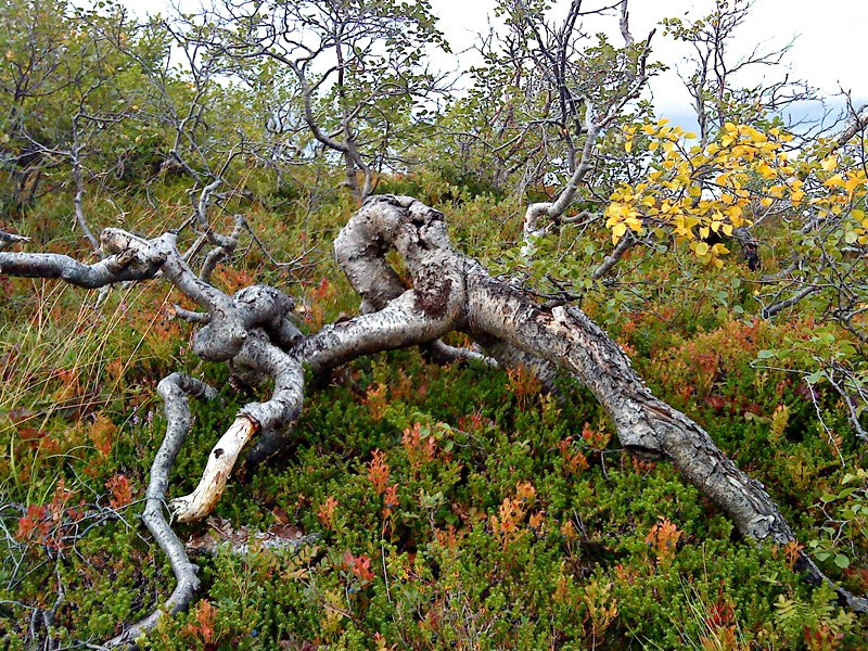 Vanskelig å vokse i høyden for fjellbjørka 