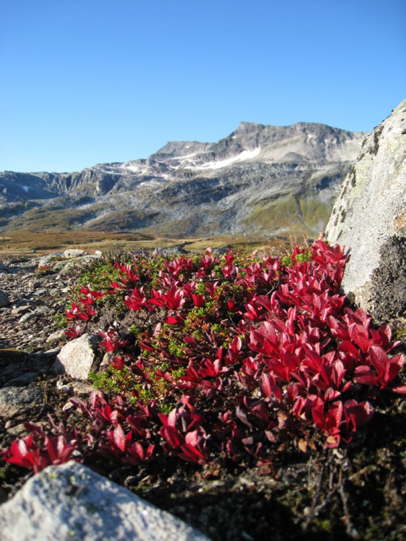 Høstfarger  
