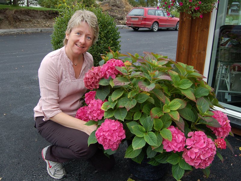 Mari med sin flotte hortensia, den er 3 år og står i krukke utenfor butikken på Å gartneri  