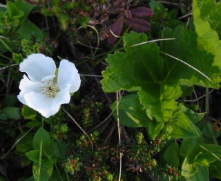 moltblomster.jpg
