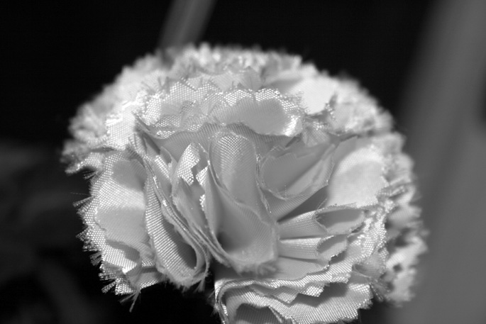 IMG_2289w.jpg