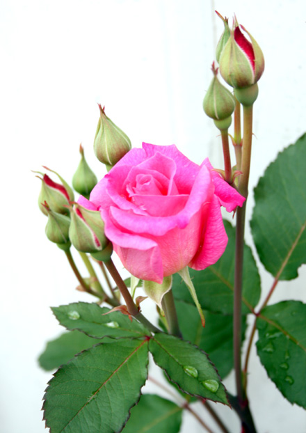 IMG_5587w.jpg