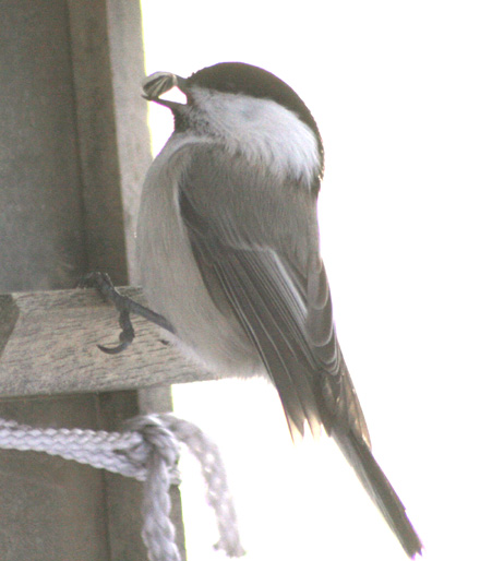 IMG_8421w.jpg
