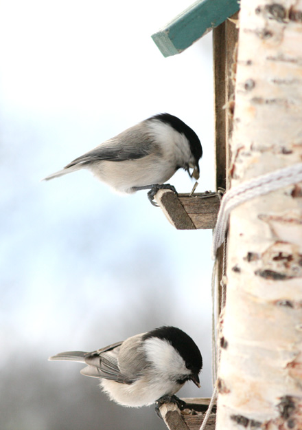 IMG_8444w.jpg