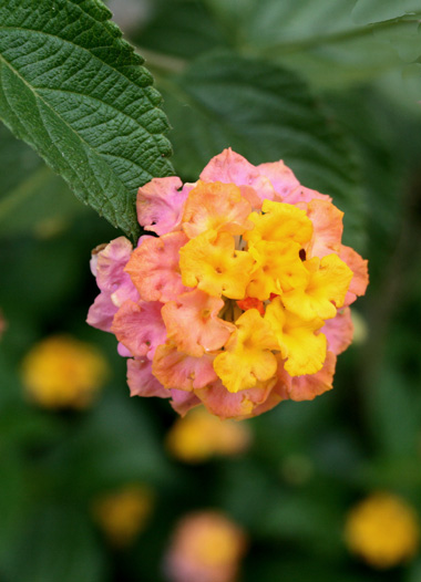 IMG_4650w.jpg