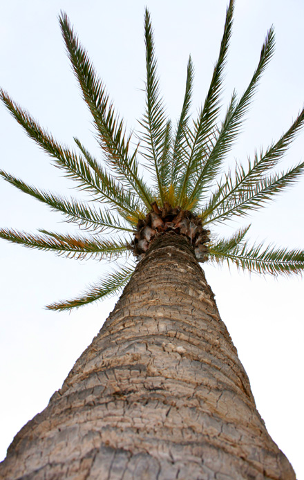 IMG_palme1.jpg