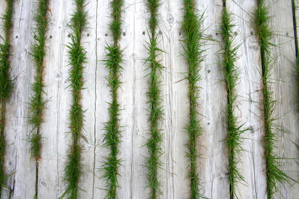 grasstriper.jpg