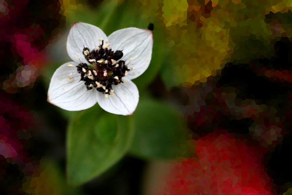 kaffeblomster.jpg
