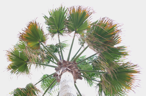 palme2.jpg