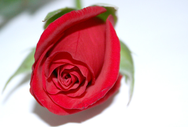 roseflirt.jpg