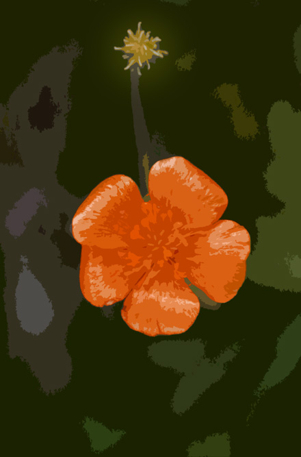 smorblomst.jpg