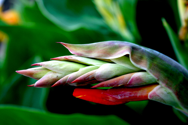 fugleplante.jpg