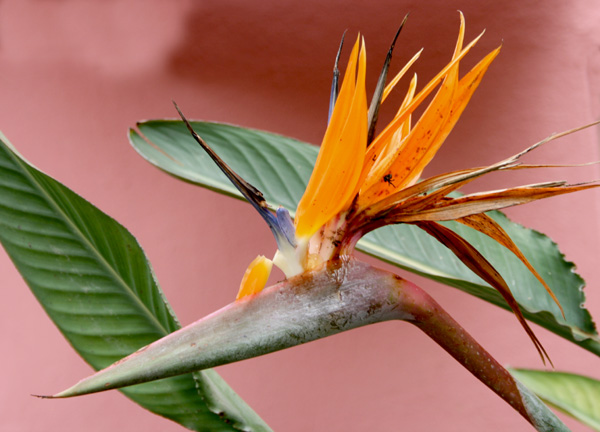 papegoyeblomst.jpg
