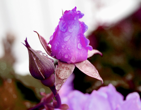 rosebud.jpg