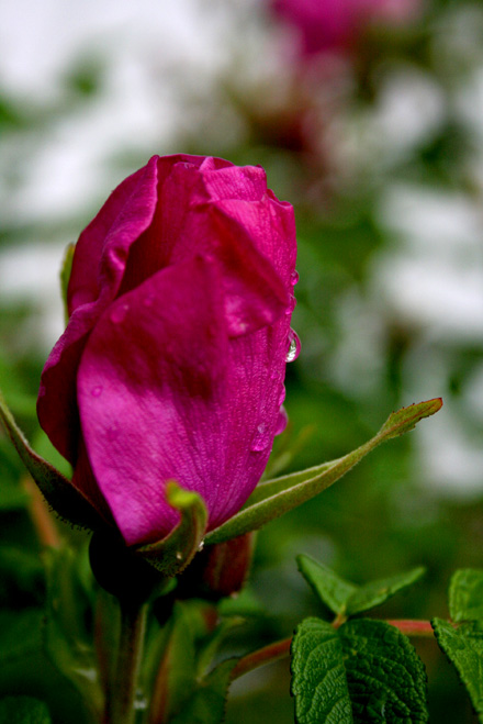 roseperle.jpg