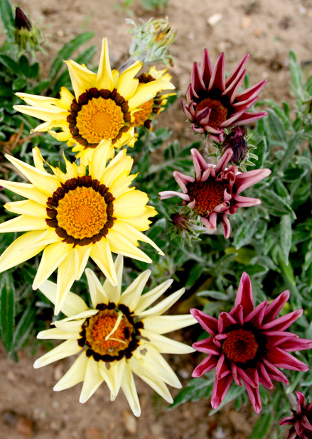 solblomst.jpg
