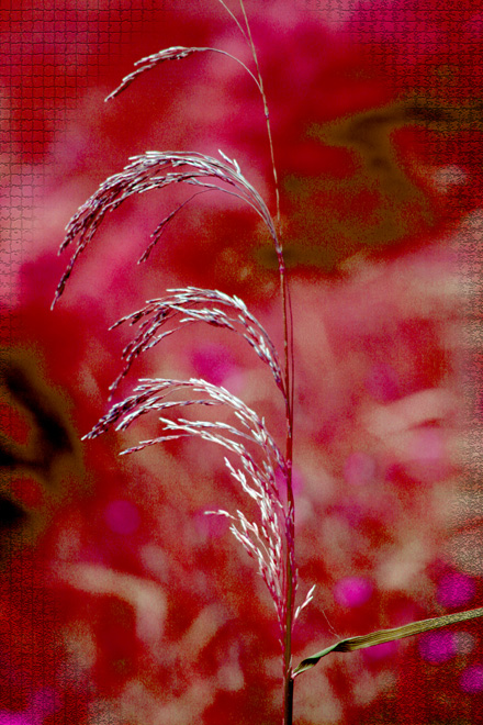 straw.jpg