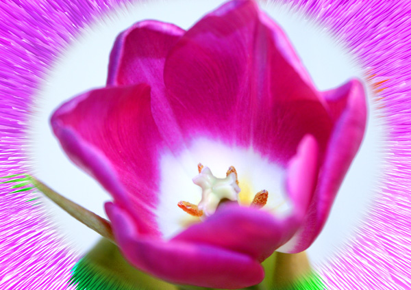 tulipextrude.jpg